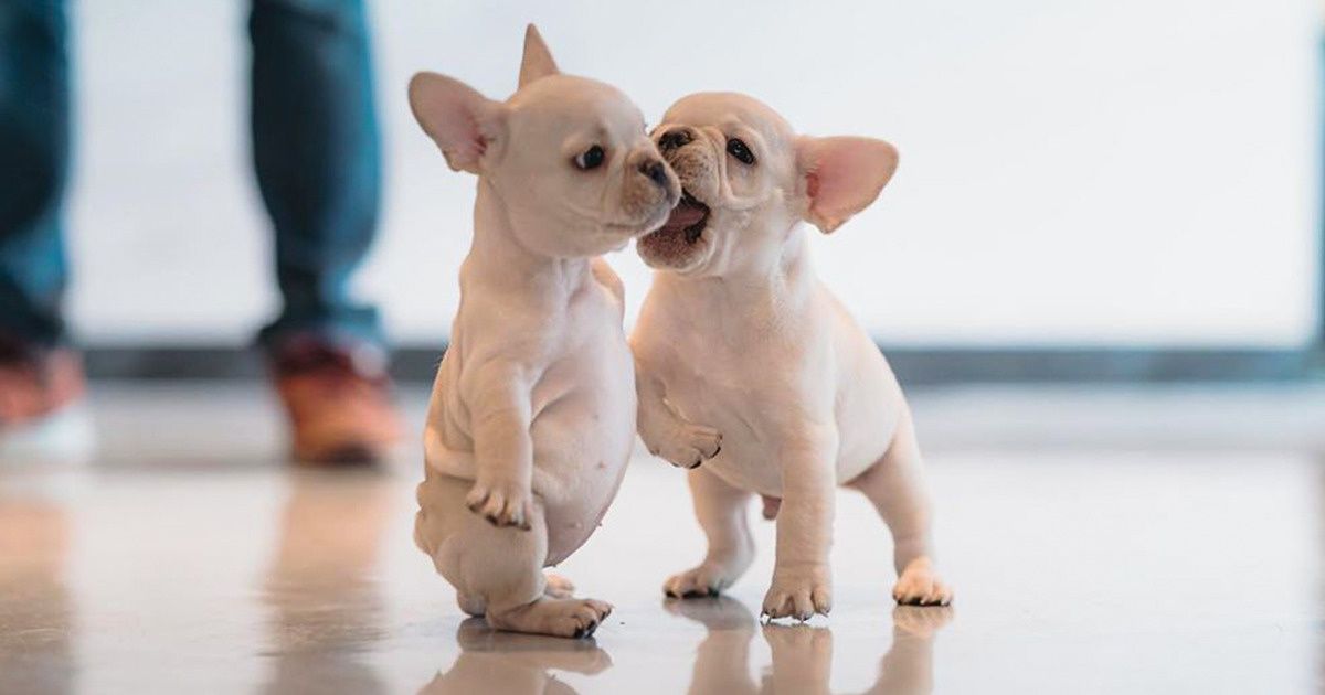 18 Fotos que demuestran que los animales son una fuente de eterna felicidad 18 Fotos que demuestran que los animales son una fuente de eterna felicidad