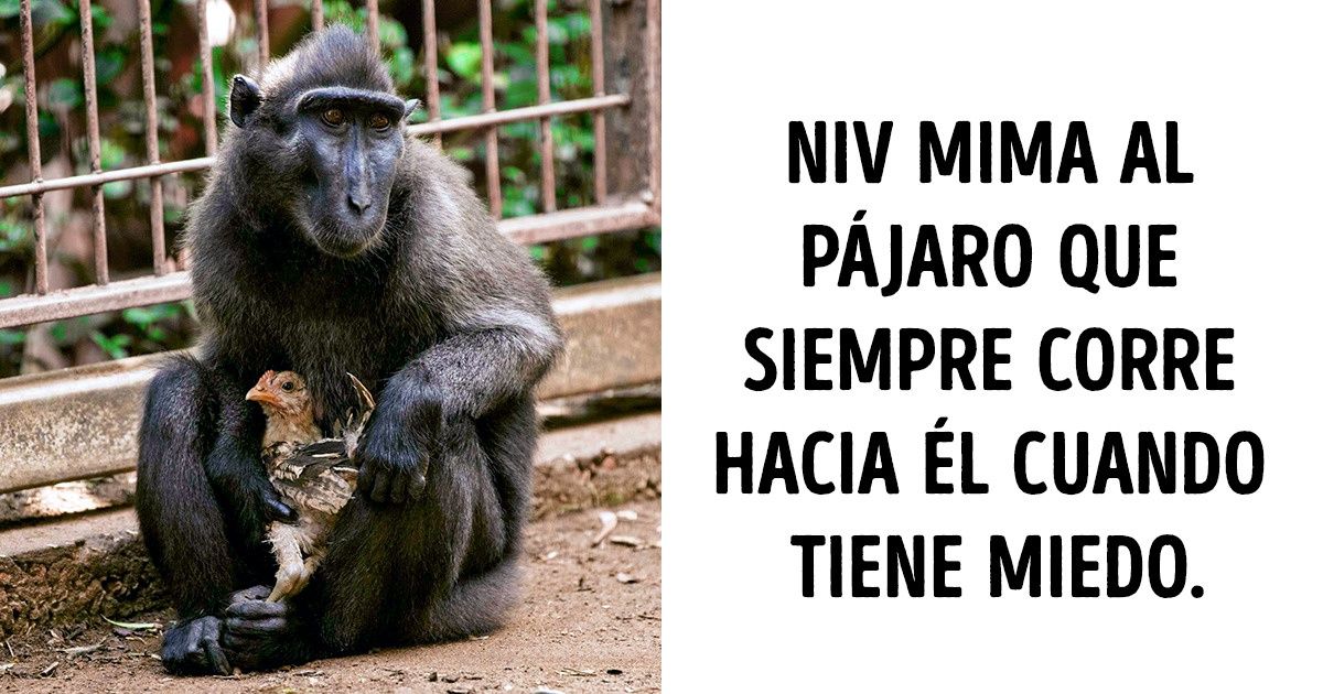 15+ Inusuales amistades entre animales que te llegarán al corazón 15+ Inusuales amistades entre animales que te llegarán al corazón