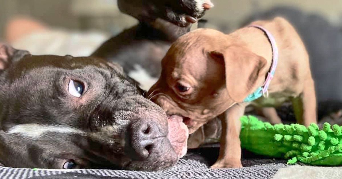 25 Fotos de animales hermanos amorosos que podrían derretir hasta al corazón más insensible