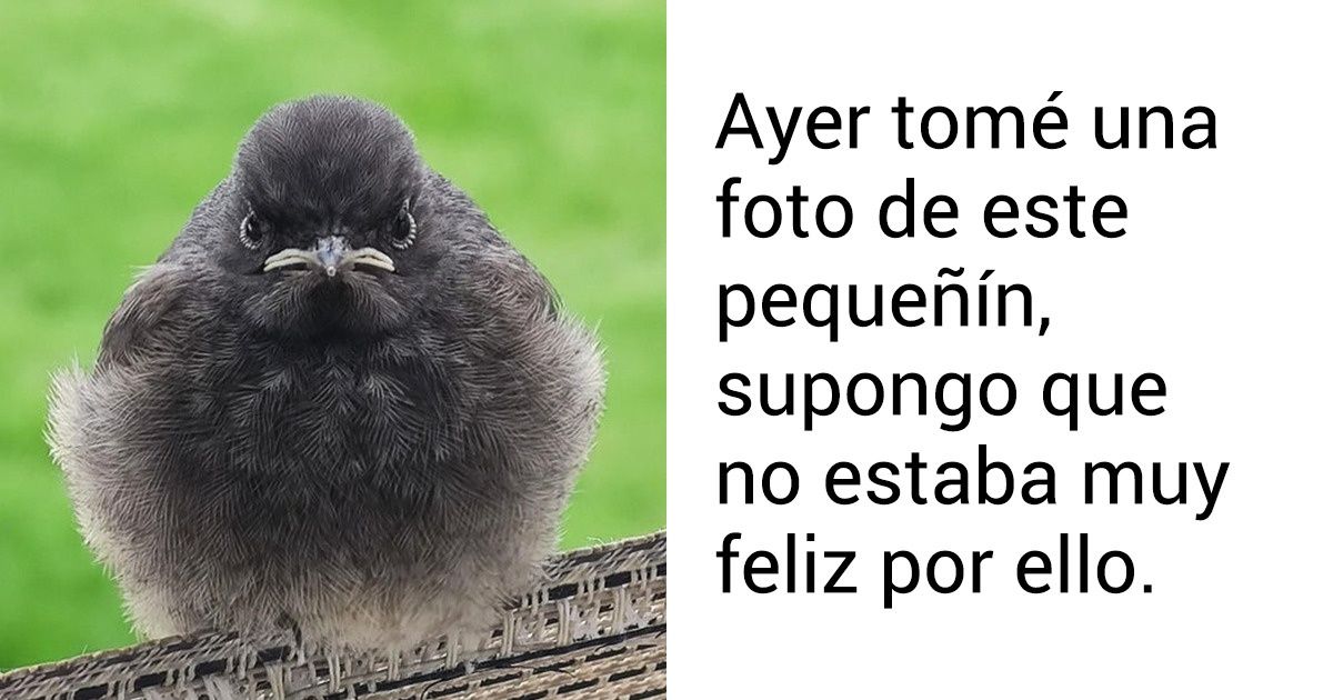 20 Veces en las que los rostros de los animales mostraron cosas para las que no estábamos preparados