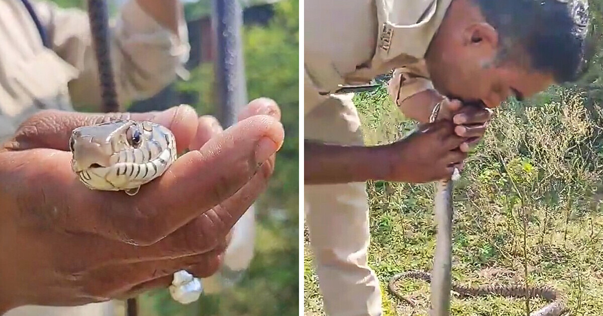 Hombre da respiración boca a boca a una serpiente y la razón haría que cualquiera se indigne
