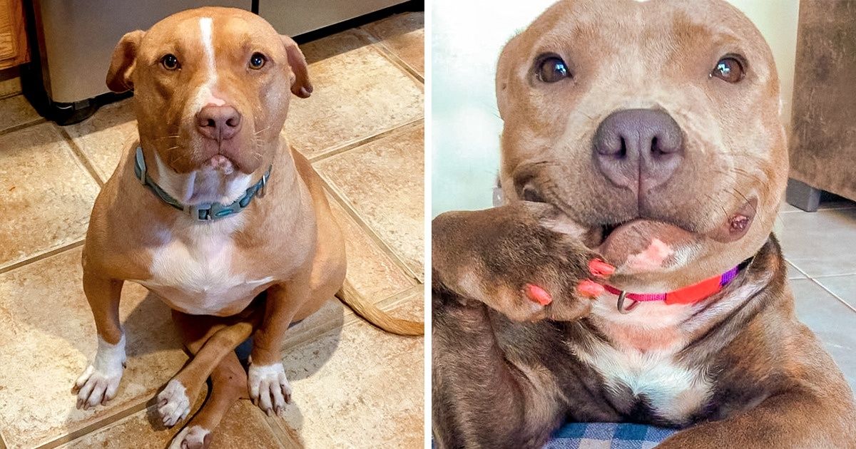 Si estás pensando en conseguir un pitbull o un amstaff, aquí hay 20+ razones para no hacerlo Si estás pensando en conseguir un pitbull o un amstaff, aquí hay 20+ razones para no hacerlo