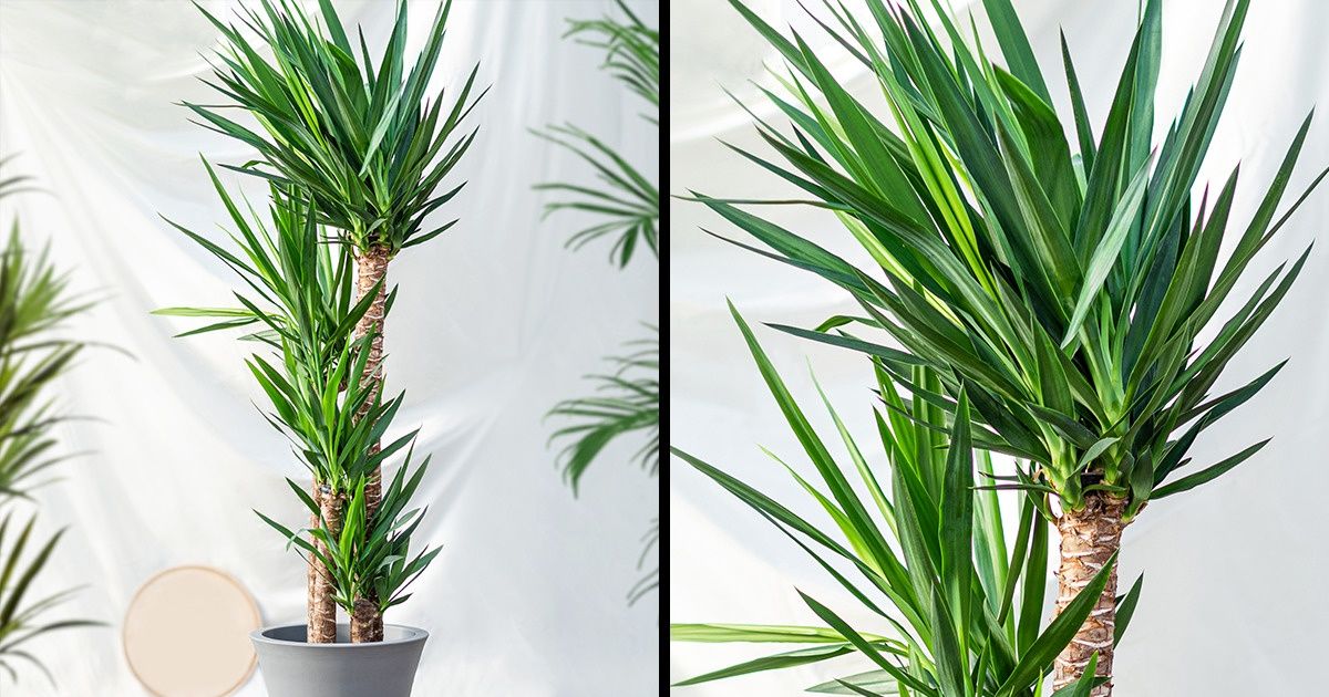 15 Plantas para quienes se olvidan de regarlas 15 Plantas para quienes se olvidan de regarlas