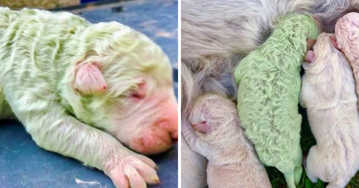Conoce a Pistachio, un cachorro verde que nació en Italia hace tres semanas Conoce a Pistachio, un cachorro verde que nació en Italia hace tres semanas