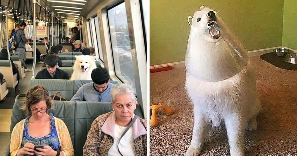 25 Evidencias de que los samoyedos fueron creados para causar emociones positivas