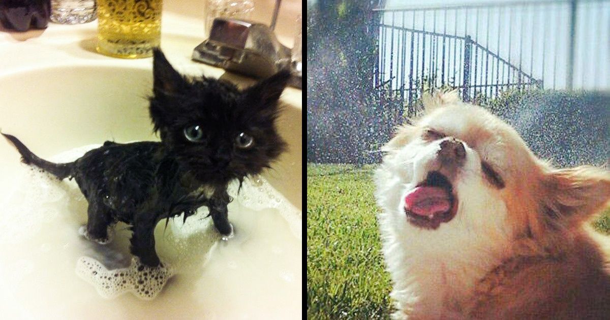 Trucos que todo aquel que tiene una mascota necesita saber. (Spoiler: aprende a decirles adiós a los malos olores) Trucos que todo aquel que tiene una mascota necesita saber. (Spoiler: aprende a decirles adiós a los malos olores)