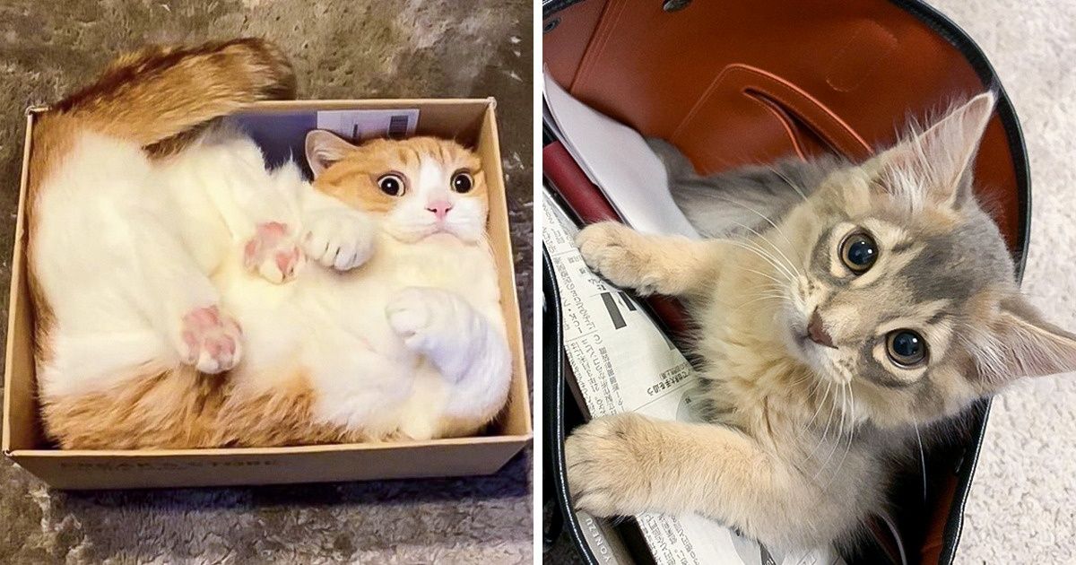 16 Mascotas cuyo tremendo encanto puede evocar las emociones más tiernas