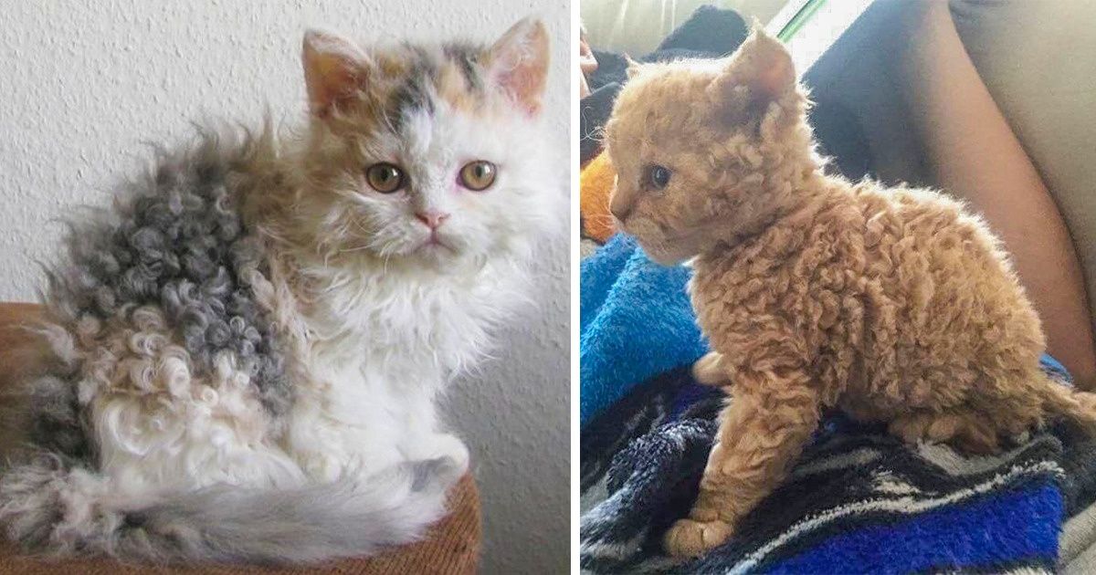 18 Gatitos lanudos que te robarán el corazón con sus rizos 18 Gatitos lanudos que te robarán el corazón con sus rizos