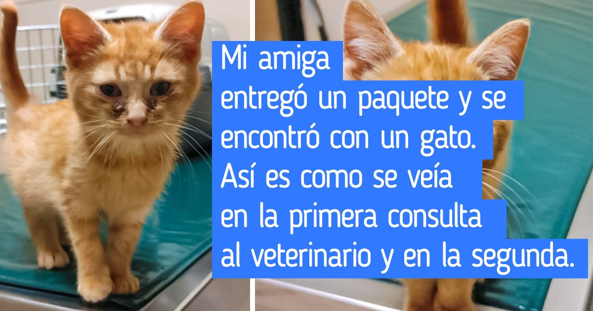 18 Empleados que no esperaban nada especial en un día normal de trabajo hasta que se encontraron con un amigo peludo 18 Empleados que no esperaban nada especial en un día normal de trabajo hasta que se encontraron con un amigo peludo