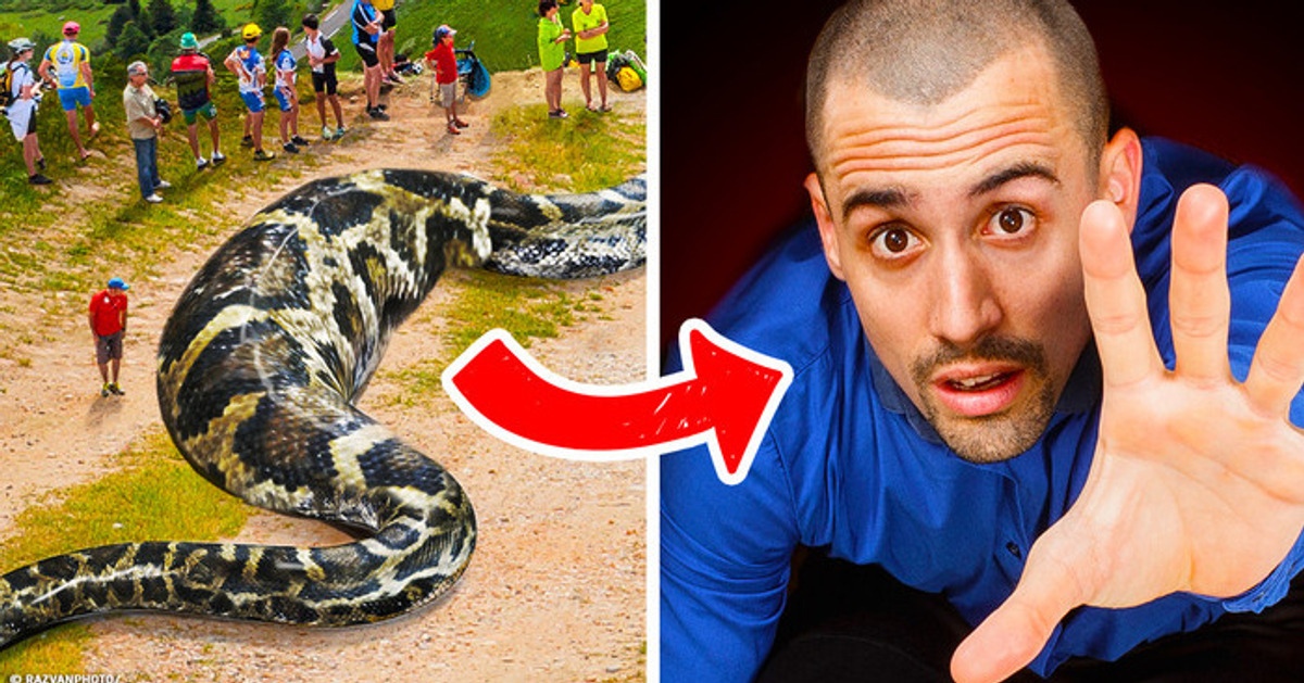 Si la serpiente más grande te comiera entero, pasarías un mes dentro