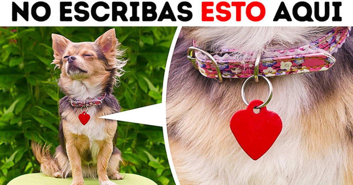 Nunca dejes que nadie tome una foto de tu perro
