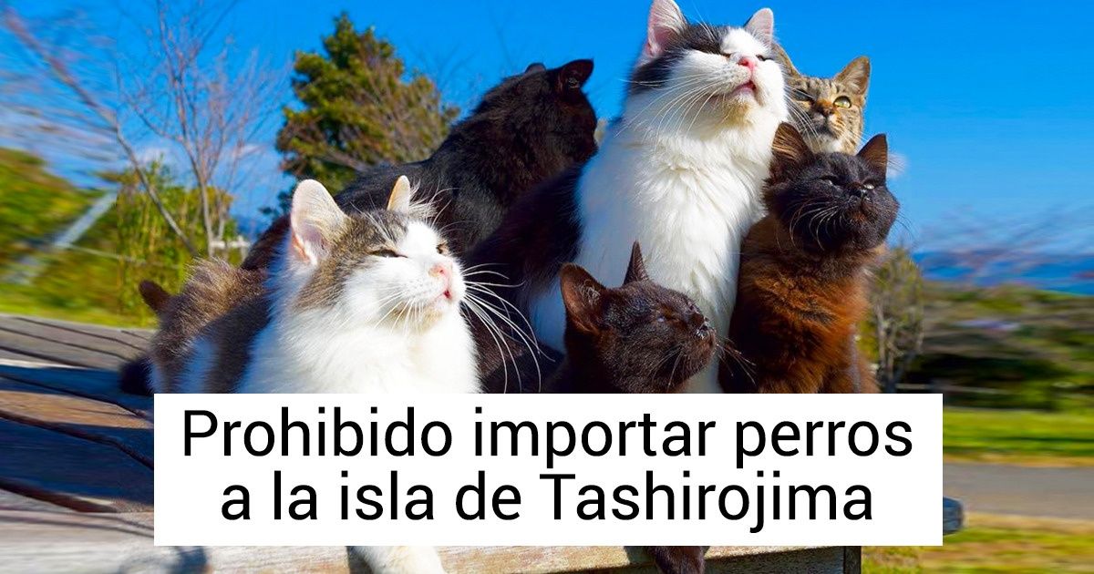 En Japón existe una isla entera habitada por gatos (Y turistas de todo el mundo van a verla) En Japón existe una isla entera habitada por gatos (Y turistas de todo el mundo van a verla)