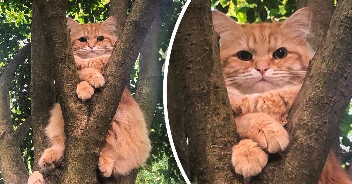 15 Fotos de gatos que demuestran que nunca podremos entenderlos del todo