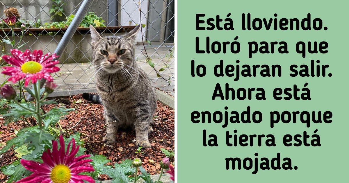 20 Animales tan enojados que decir que nos generaron miedo es poco