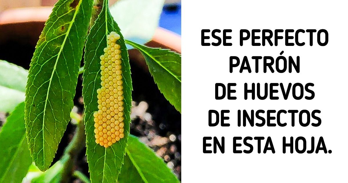 25 Cosas curiosas que demuestran que nuestra vida diaria está repleta de sorpresas 25 Cosas curiosas que demuestran que nuestra vida diaria está repleta de sorpresas