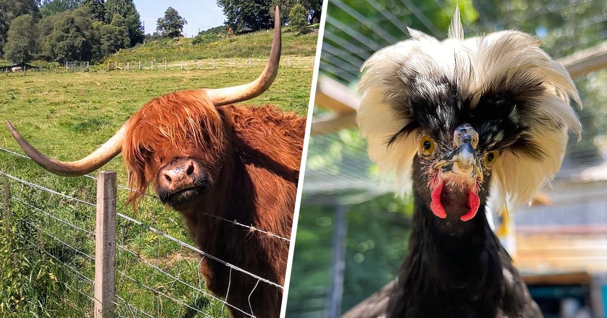 21 Animales a los que la naturaleza les obsequió un peinado envidiable 21 Animales a los que la naturaleza les obsequió un peinado envidiable
