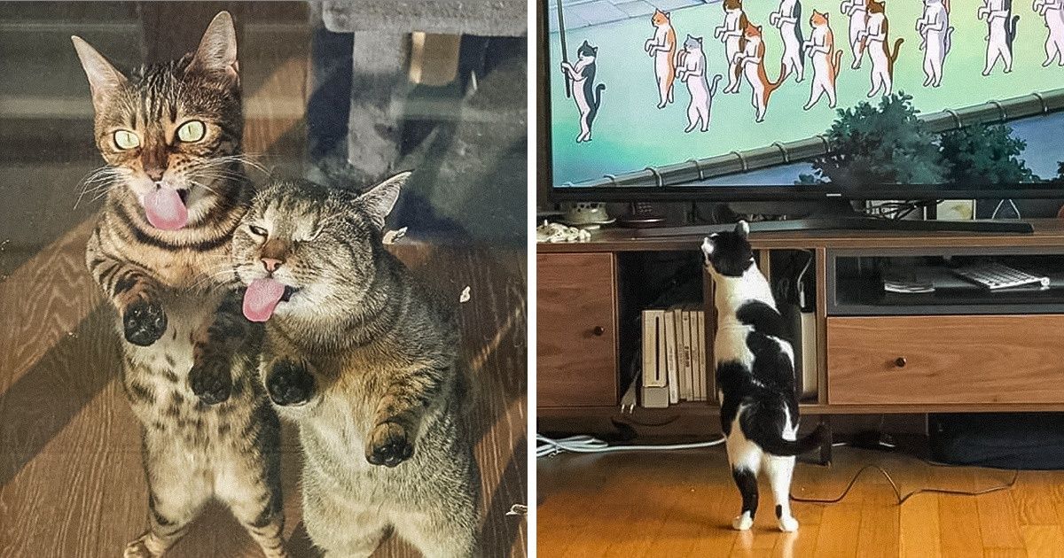 30 Gatitos que nos dejaron una sonrisa en el rostro al pararse en dos patas como si fueran humanos 30 Gatitos que nos dejaron una sonrisa en el rostro al pararse en dos patas como si fueran humanos