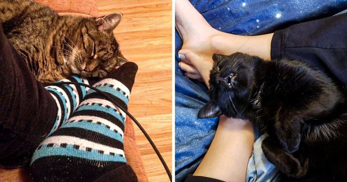 Por qué los gatos buscan tus pies para dormir Por qué los gatos buscan tus pies para dormir