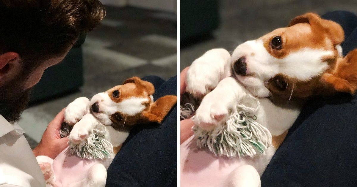 20 Mascotas que están completamente enamoradas de sus dueños