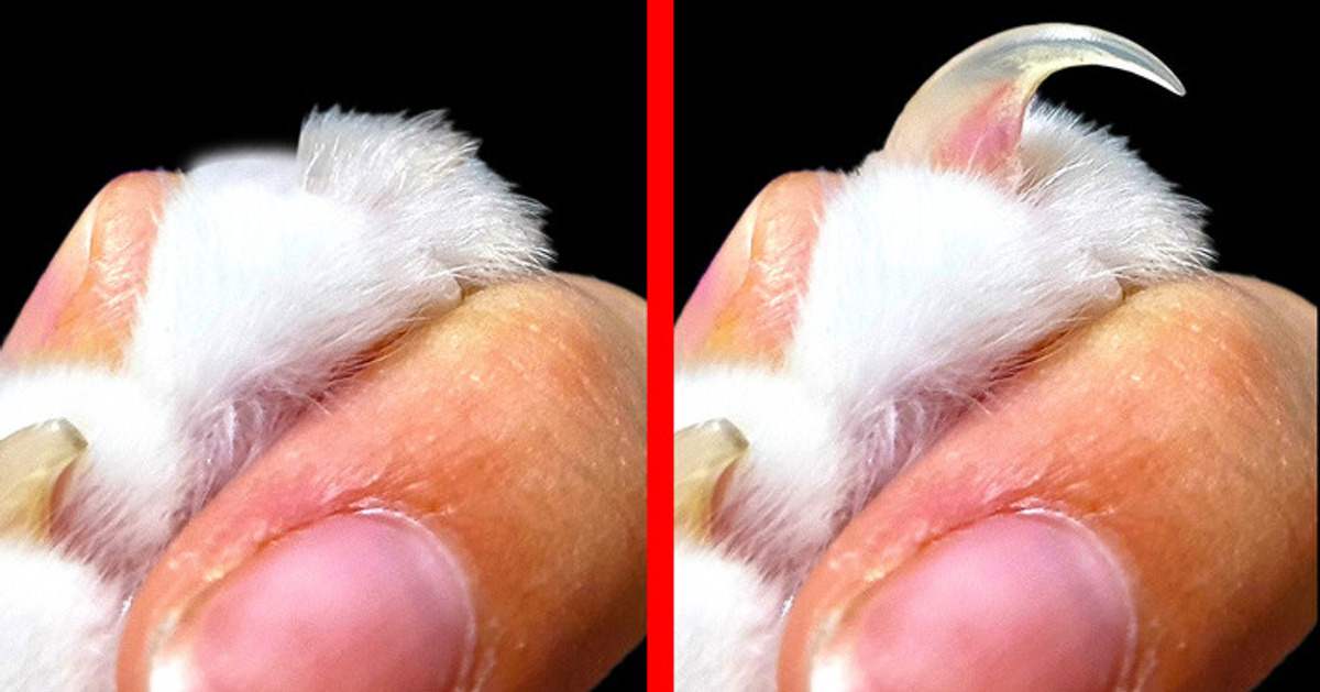 ¿Cómo funcionan las garras de un gato? ¿Cómo funcionan las garras de un gato?