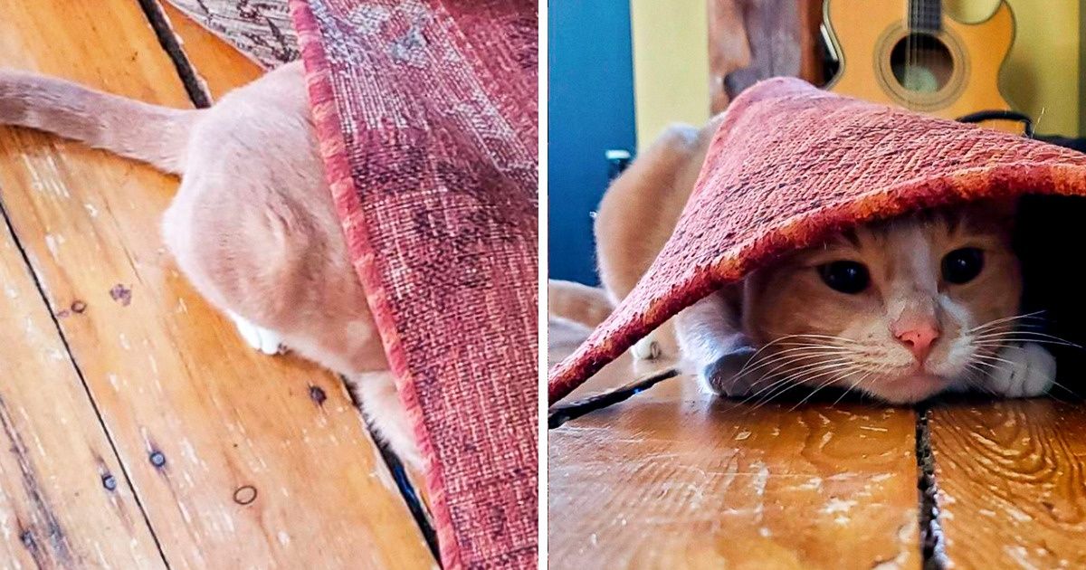 20 Mascotas que están convencidas de que han logrado esconderse bien 20 Mascotas que están convencidas de que han logrado esconderse bien