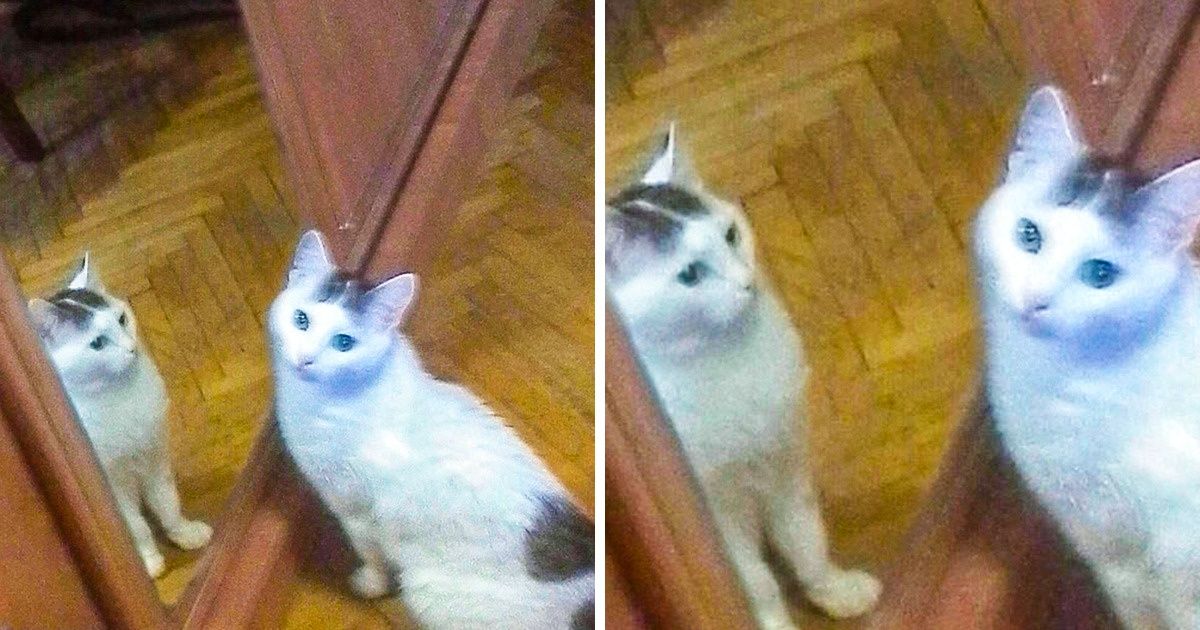 20+ Pruebas de que los gatos son los ojos y los oídos de los extraterrestres