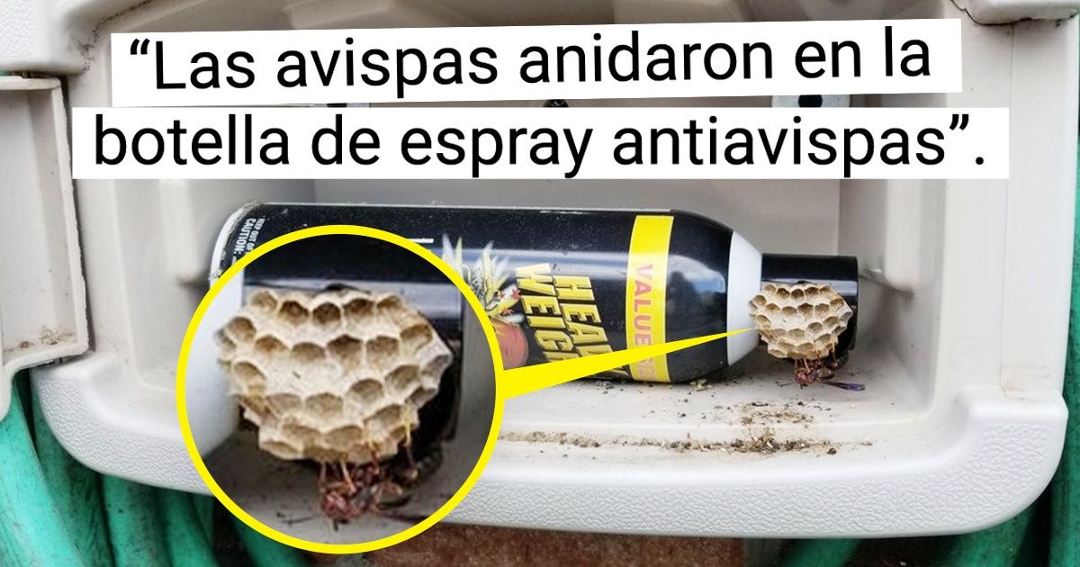 20 Nidos de animales hechos en el lugar menos pensado 20 Nidos de animales hechos en el lugar menos pensado