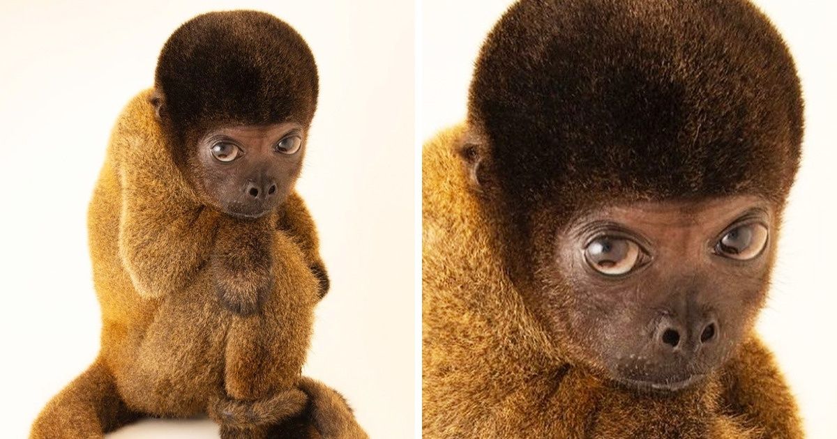 20+ Animales con los que la naturaleza se distrajo un poco en su creación y salió lo que salió 20+ Animales con los que la naturaleza se distrajo un poco en su creación y salió lo que salió