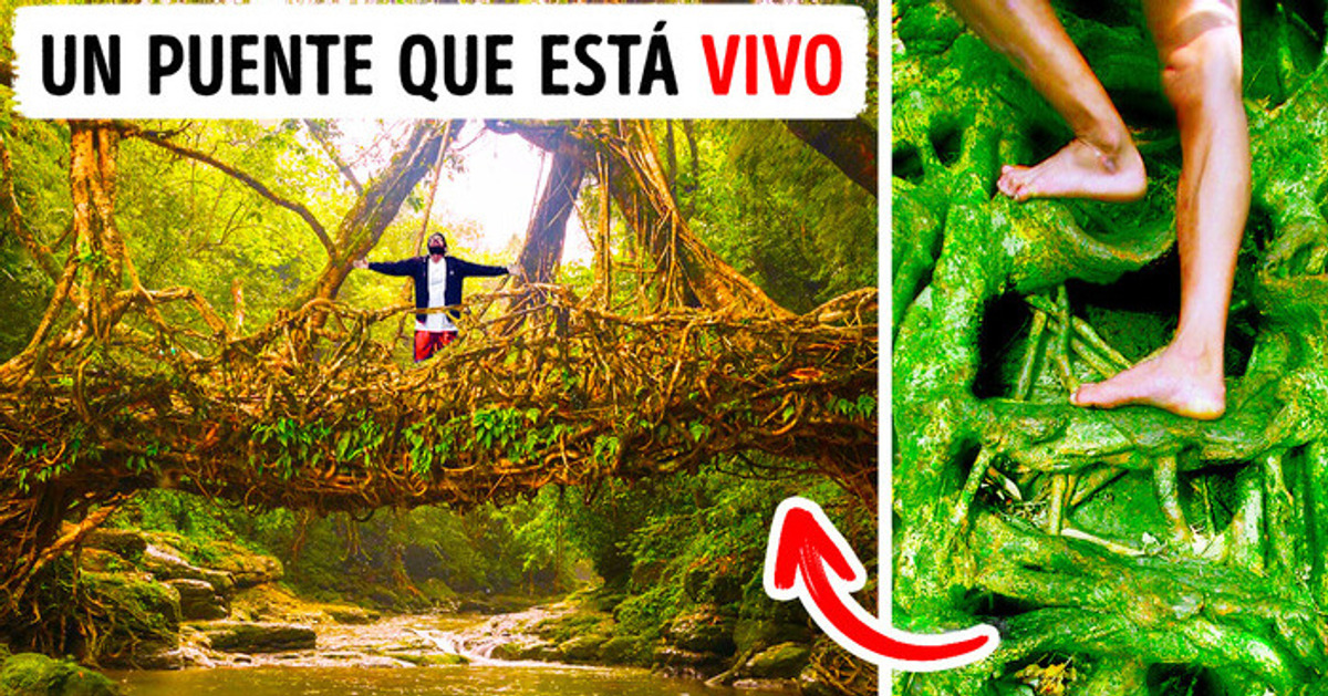 Un Pueblo hindú construye puentes de raíces de árboles que duran más de 500 años