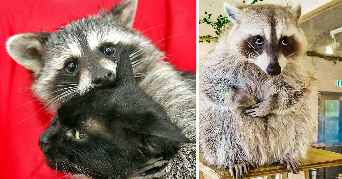 20 Fotos de mapaches que muestran lo divertidos y tiernos que son (y