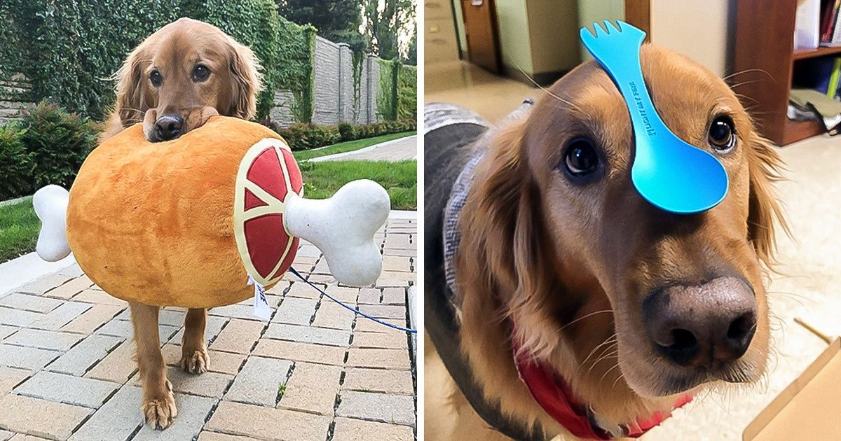 Perrita fanática de los peluches no sale de su casa sin ellos (tampoco los suelta cuando está adentro) Perrita fanática de los peluches no sale de su casa sin ellos (tampoco los suelta cuando está adentro)
