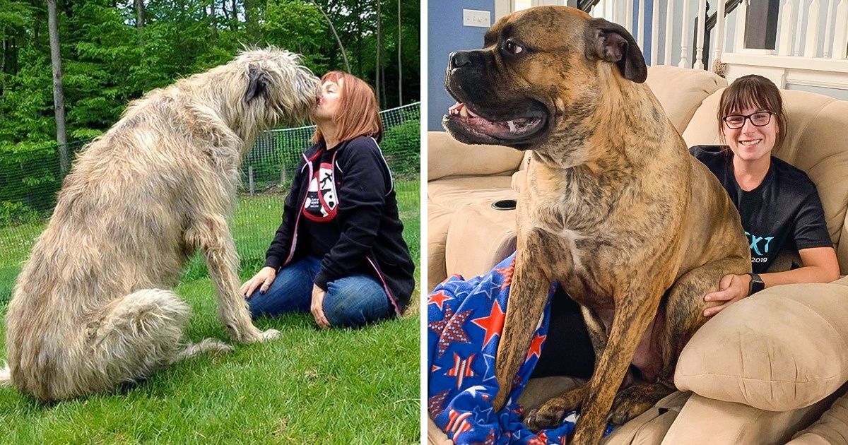 11 Razas de perros cuyo tamaño los posiciona como los bellos gigantes del mundo canino 11 Razas de perros cuyo tamaño los posiciona como los bellos gigantes del mundo canino