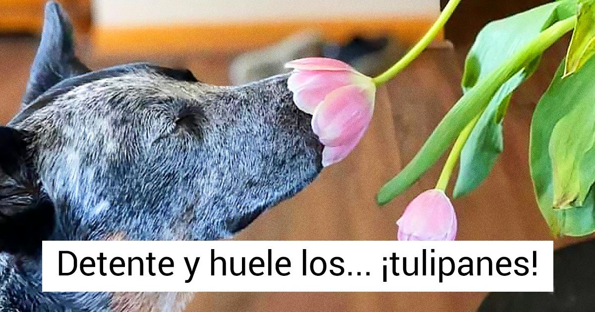 20 Perros se detienen en el tiempo para oler las flores y la naturaleza se enternece con ellos 20 Perros se detienen en el tiempo para oler las flores y la naturaleza se enternece con ellos