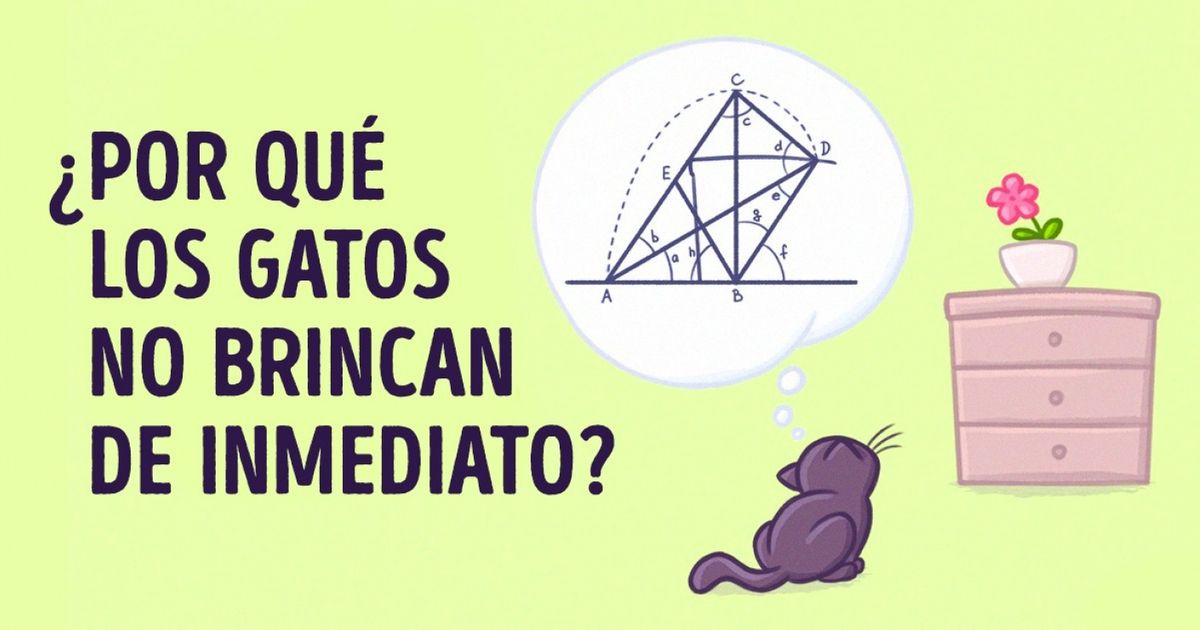 Científicos comprobaron que los gatos entienden de física