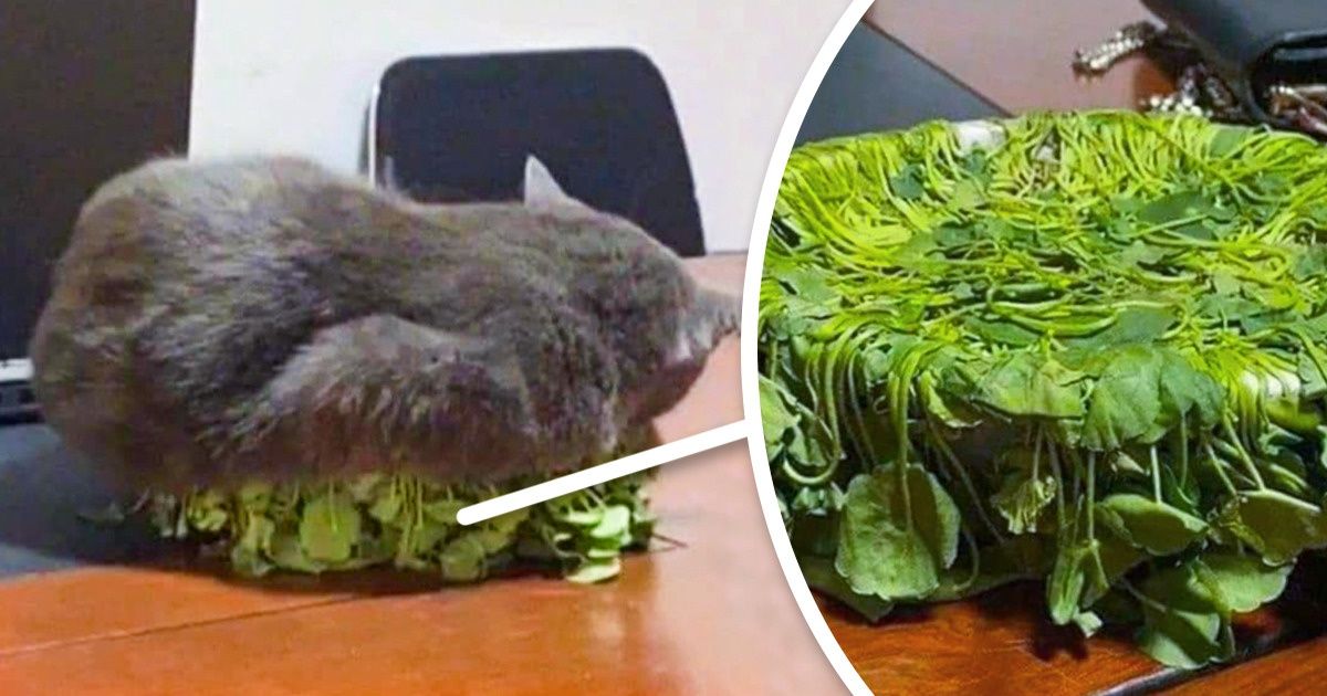 20 Mascotas cuyos dueños no tienen que contratar a un detective para averiguar quién hizo tal travesura