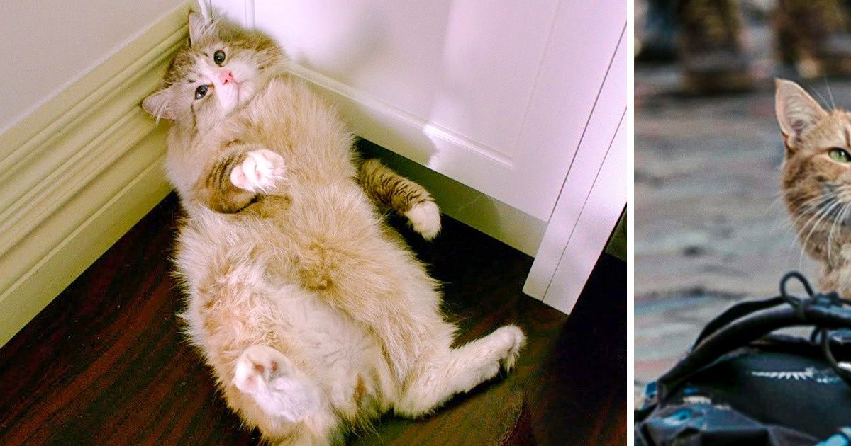 12 Películas donde los gatitos tienen un papel fundamental (¡y adorable!) 12 Películas donde los gatitos tienen un papel fundamental (¡y adorable!)