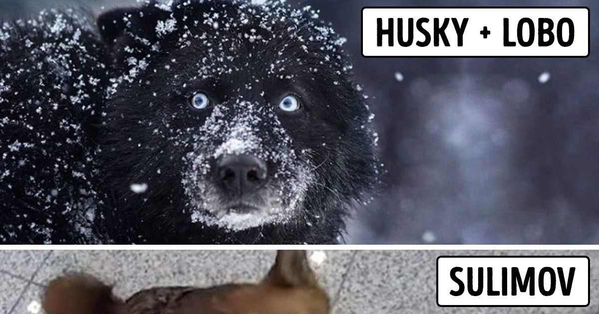 10 Animales que aparecieron gracias a experimentos científicos (“spoiler”: no siempre fueron exitosos) 10 Animales que aparecieron gracias a experimentos científicos (“spoiler”: no siempre fueron exitosos)