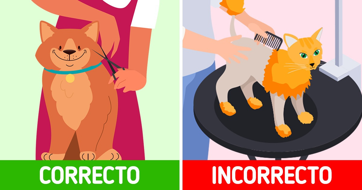 Cuáles son los cuidados fundamentales para que el sol no lastime a nuestras mascotas