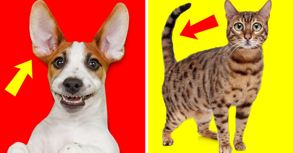 Los perros tienen bolsillos en las orejas y otros 30+ datos que tuve que verificar para creerlos