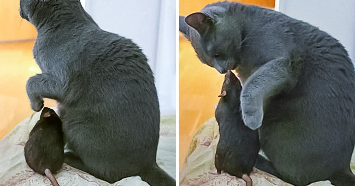 20+ Amistades inesperadas en animales que demuestran que el amor no conoce fronteras