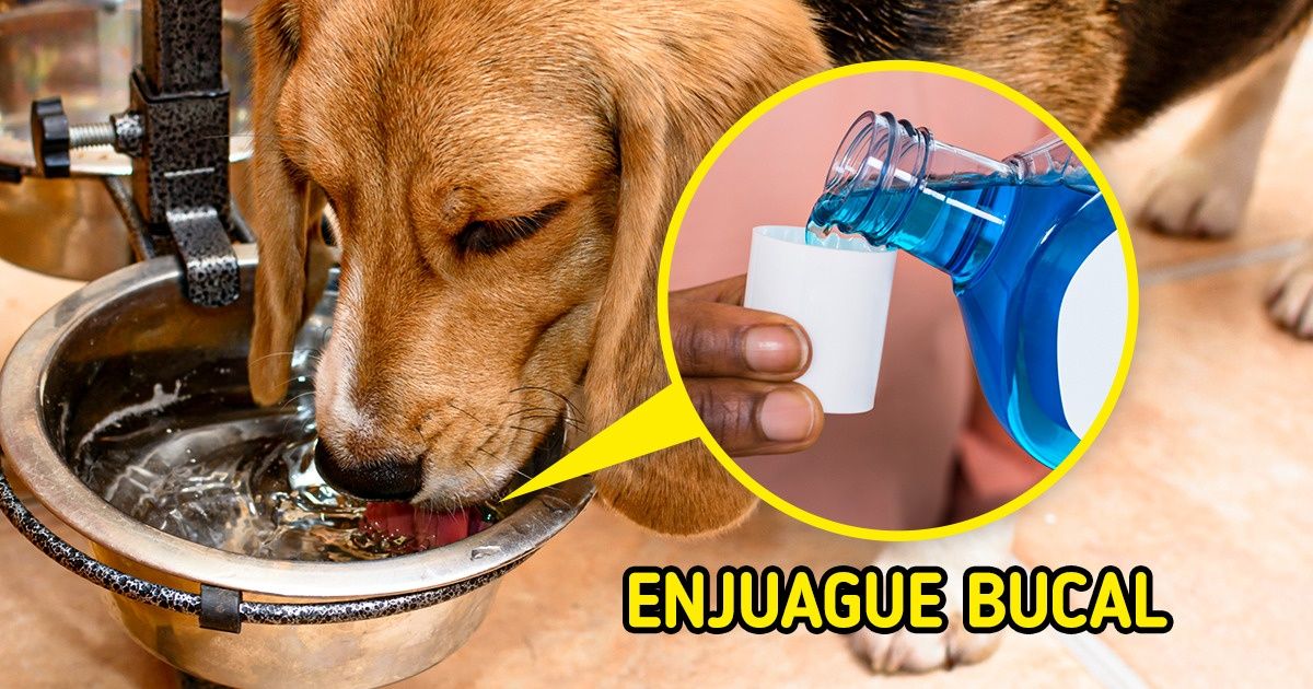 7 Maneras de cuidar la salud bucal de tus mascotas y evitar el mal aliento 7 Maneras de cuidar la salud bucal de tus mascotas y evitar el mal aliento