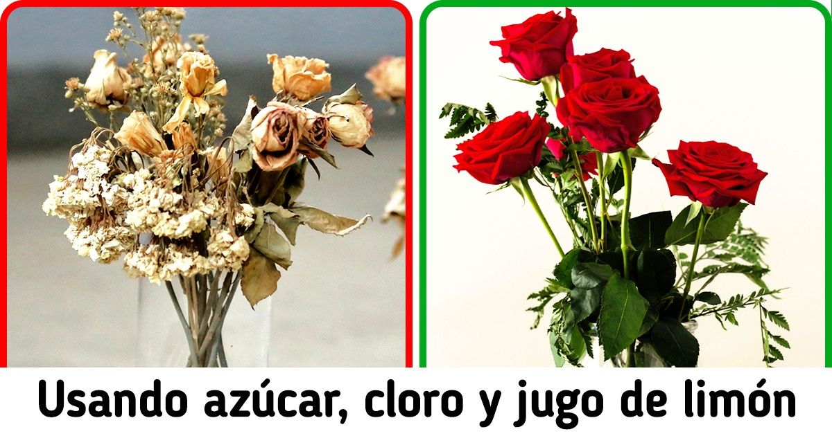 10 Formas de combatir problemas comunes del jardín con cosas que están a la mano (y consejos para reutilizar desechos) 10 Formas de combatir problemas comunes del jardín con cosas que están a la mano (y consejos para reutilizar desechos)