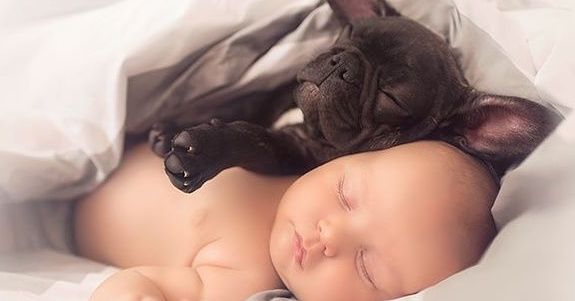 25 Fotografías de bulldogs que pueden sacarle una sonrisa a cualquiera