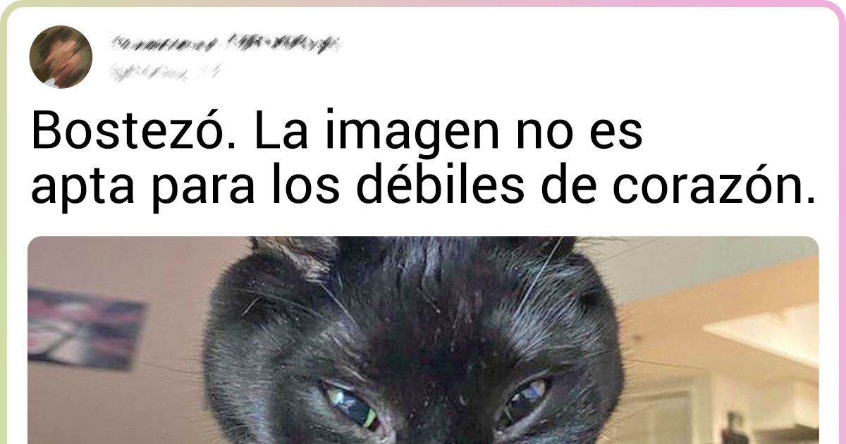 20+ Gatos cuyos dueños suspiran y dicen: “Es rarito, pero lo amo” 20+ Gatos cuyos dueños suspiran y dicen: “Es rarito, pero lo amo”