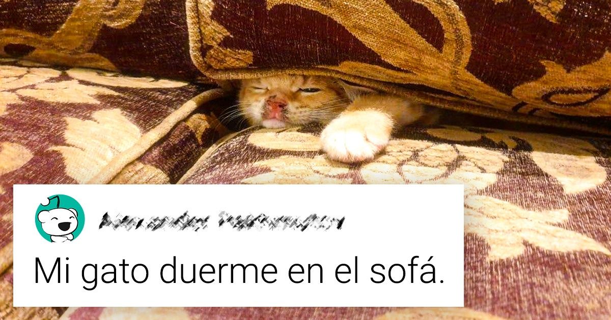 19 Lugares y formas gatunas de dormir que merecen un premio por su originalidad 19 Lugares y formas gatunas de dormir que merecen un premio por su originalidad
