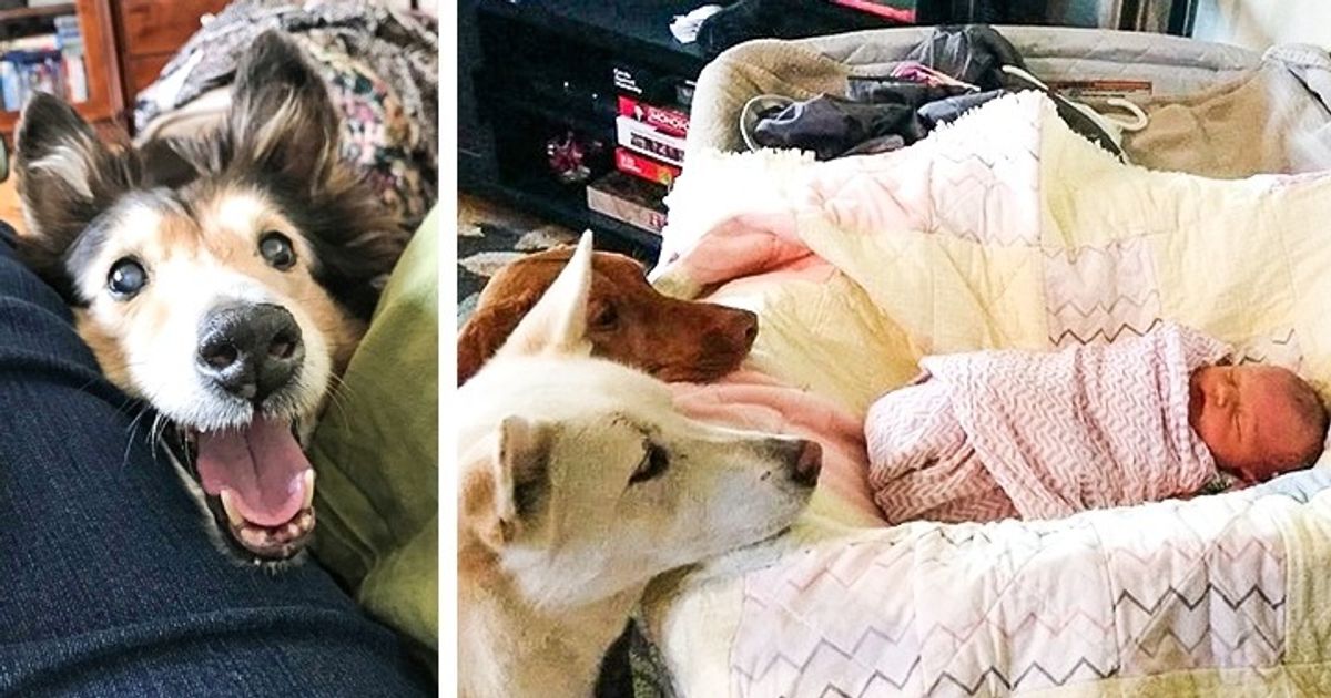 20 Personas y sus mascotas que parecen haber sido creados para formar un gran equipo