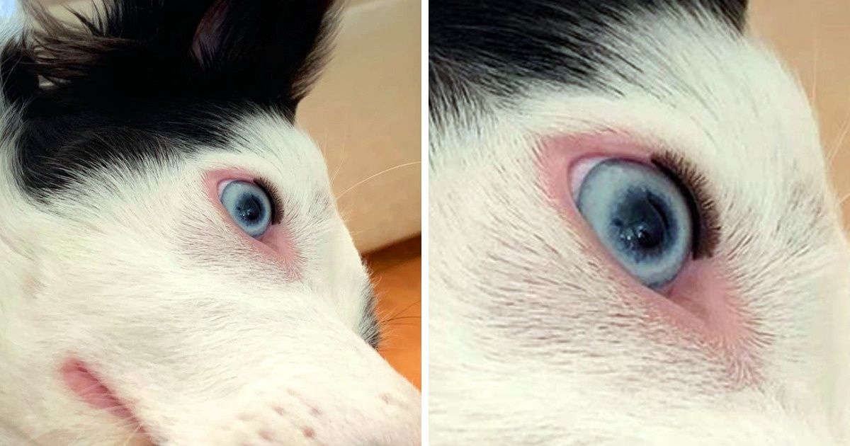 20+ Animales que se sacaron la lotería genética (nuevas fotos) 20+ Animales que se sacaron la lotería genética (nuevas fotos)