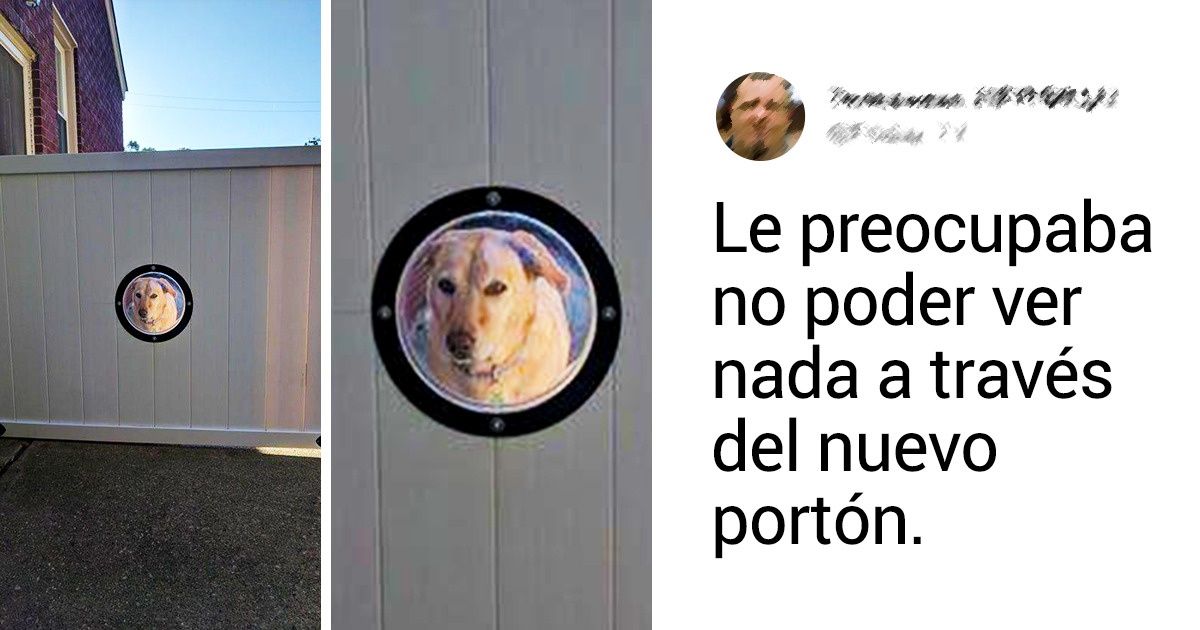 20+ Animales por los que sus humanos están dispuestos a hacer cualquier cosa 20+ Animales por los que sus humanos están dispuestos a hacer cualquier cosa