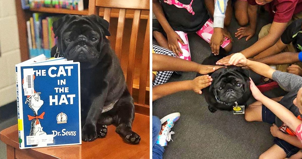 Un perro de terapia ayuda a los niños a leer sin preocupaciones y su historia nos conmovió Un perro de terapia ayuda a los niños a leer sin preocupaciones y su historia nos conmovió