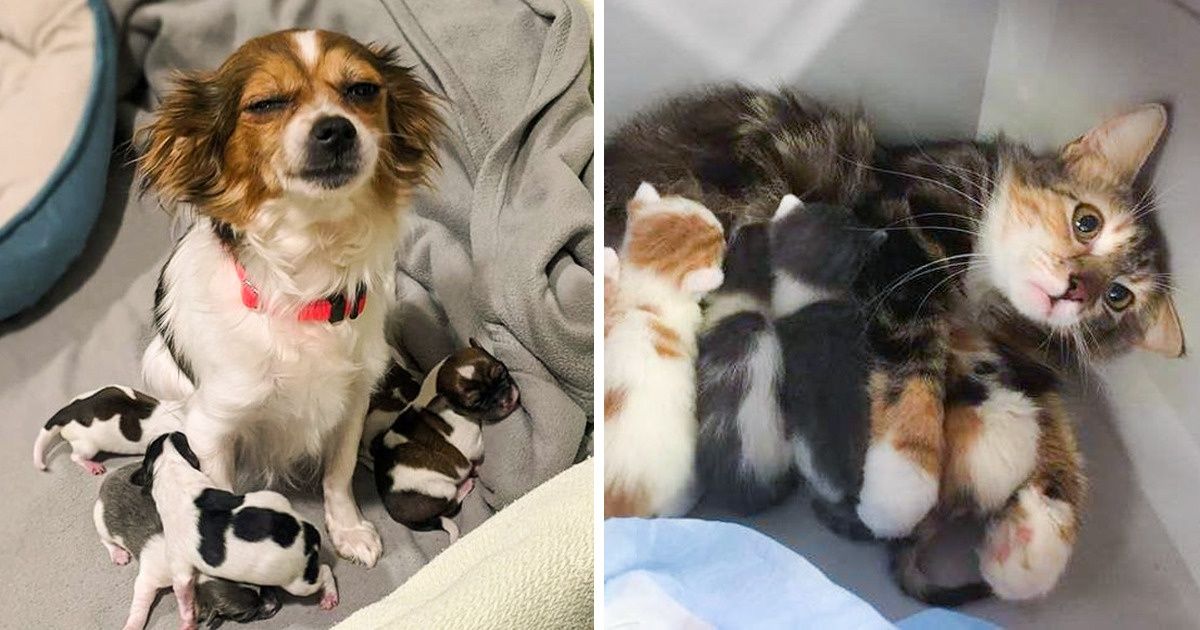 16 Mascotas que intentan ser los mejores padres, pero a veces también fallan 16 Mascotas que intentan ser los mejores padres, pero a veces también fallan